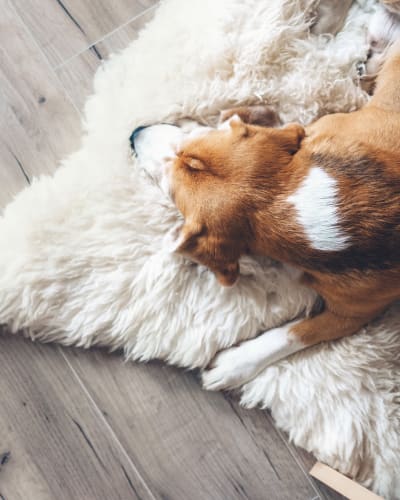 Pet Friendly Apartments In Downtown Denver Co The Alcott