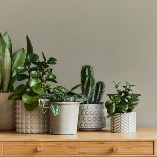 Plants on a desk at Bart Plaza in Castro Valley, California