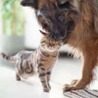 Cat and dog at Regency in Sherman Oaks, California
