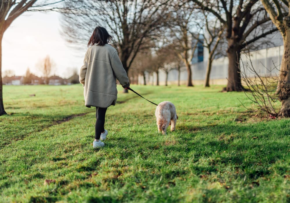 Resident walking her dog in a park near Montecito Apartments in Santa Clara, California