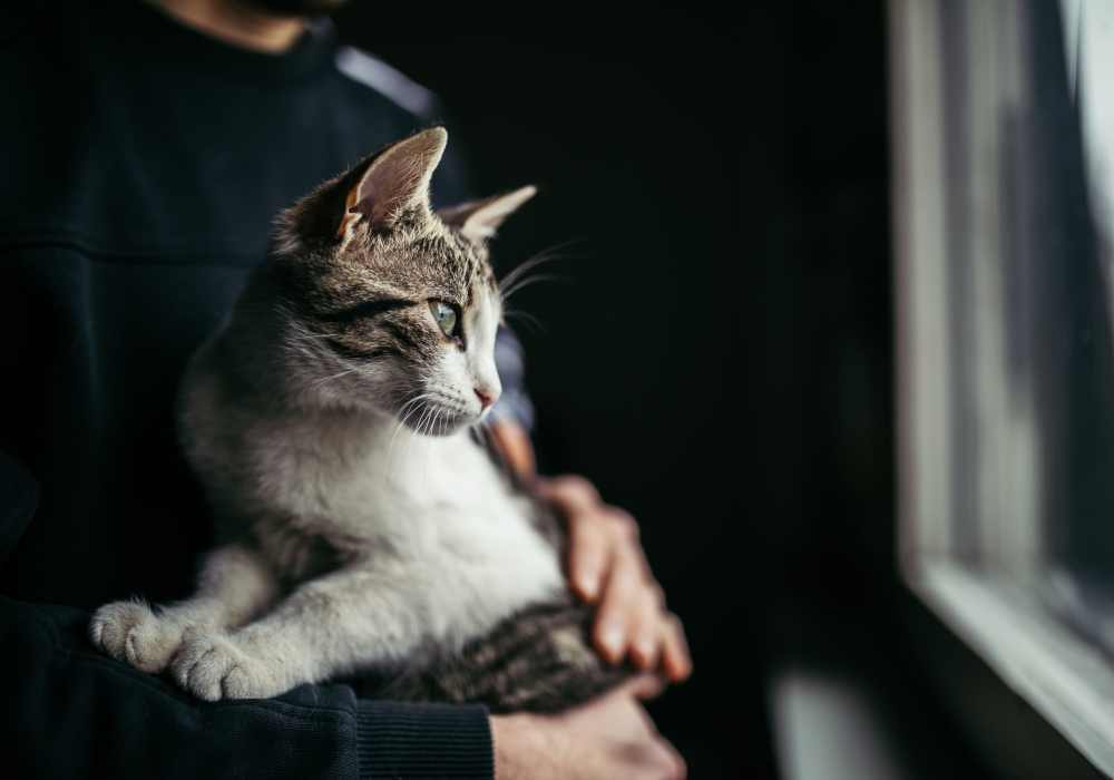 Resident hugging his cat in their pet-friendly home at Nova at Biltmore Park in Arden, North Carolina