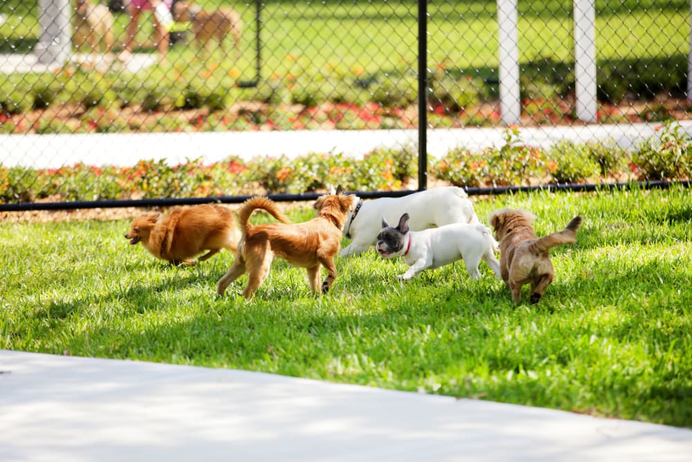 Dogs at the dog park at The Scout Scott's Addition in Richmond, Virginia