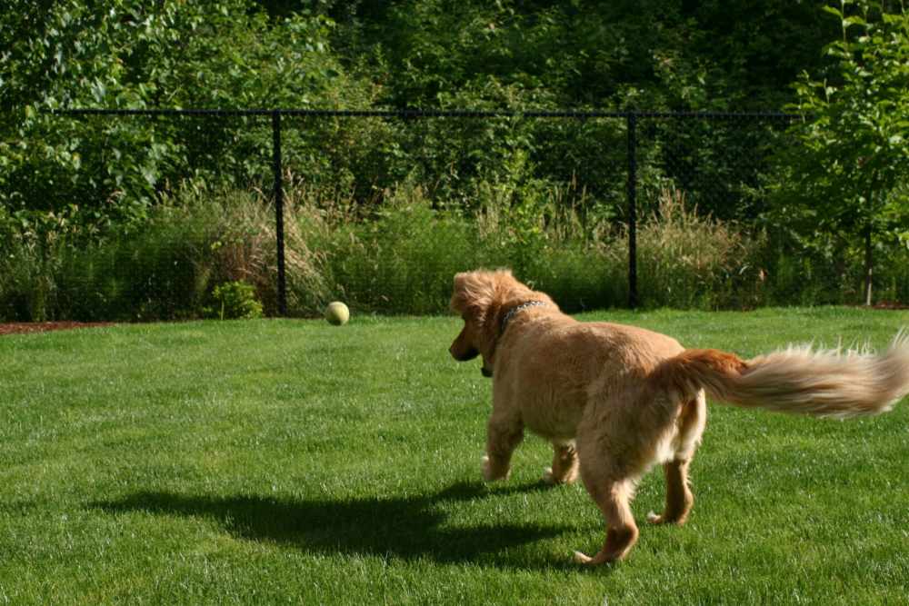 Dog running in the park near Woodlake Apartments in Snohomish, Washington