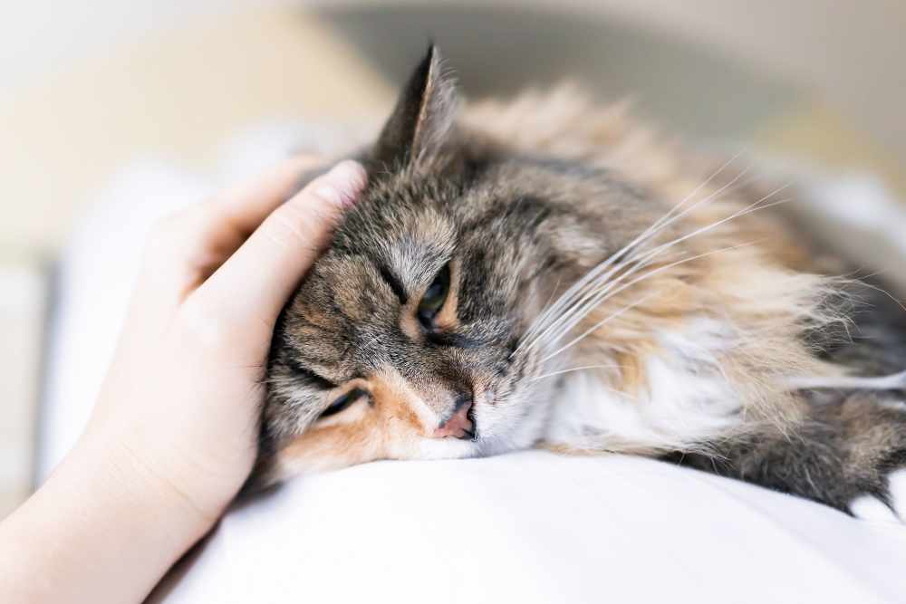Pet relaxing at home Parkside in Greensboro, North Carolina