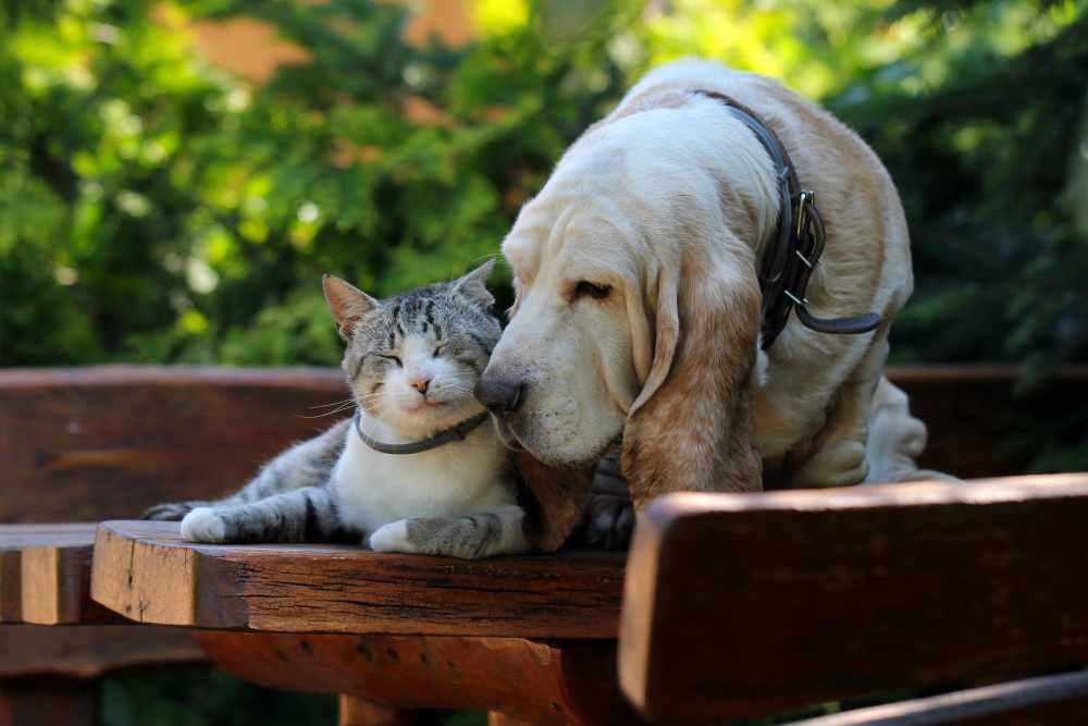 Cute pet cat and dog embracing each other sitting on a wooden table at Parkwyn Townhomes in North Richland Hills, Texas