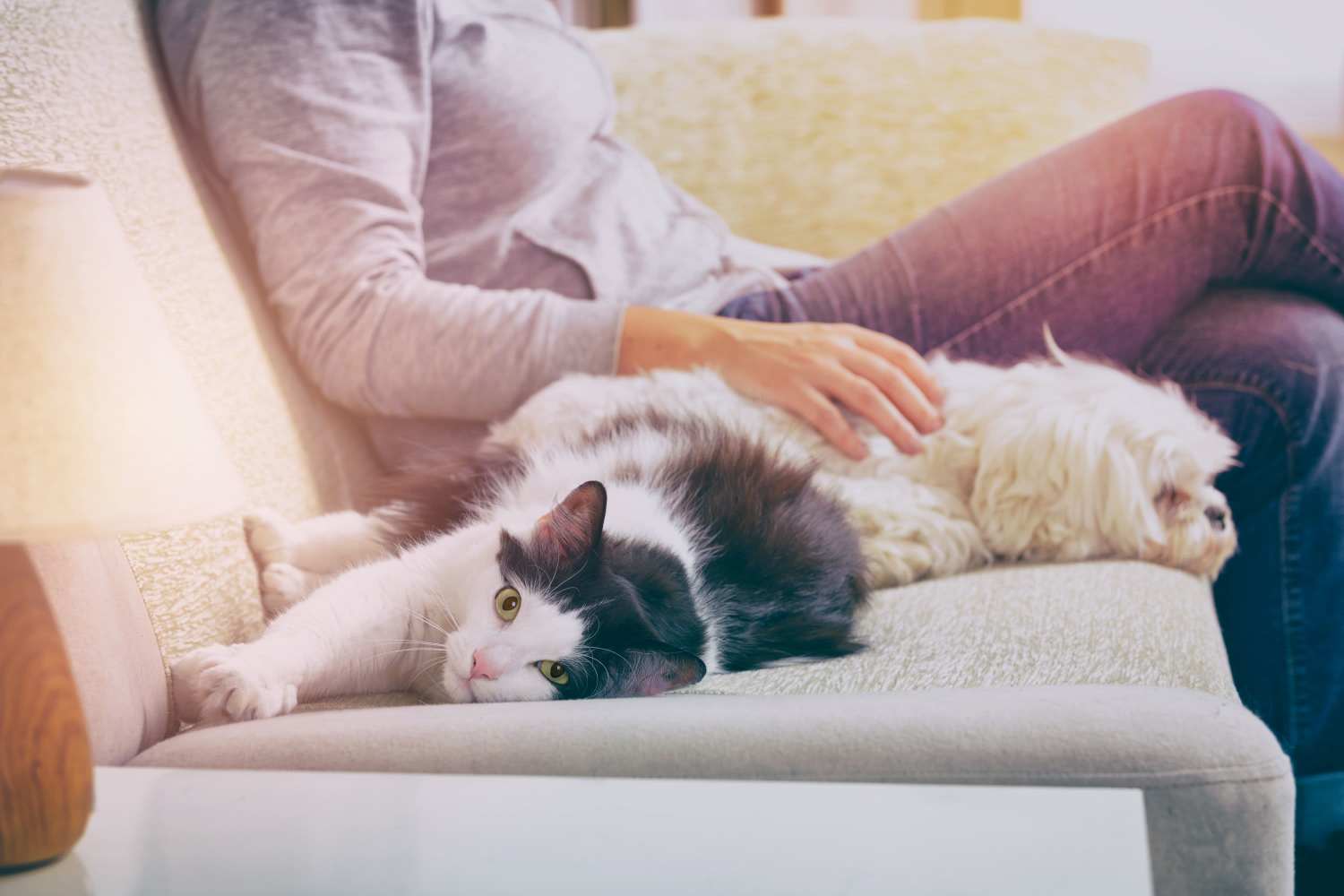 Cat and dog laying on a couch at Linden at The Rim in San Antonio, Texas