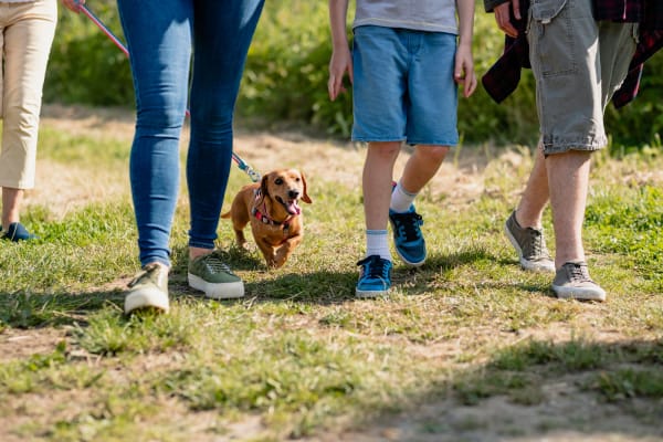 Family walking dog with leash in park at Encore 99 in East Haven, Connecticut