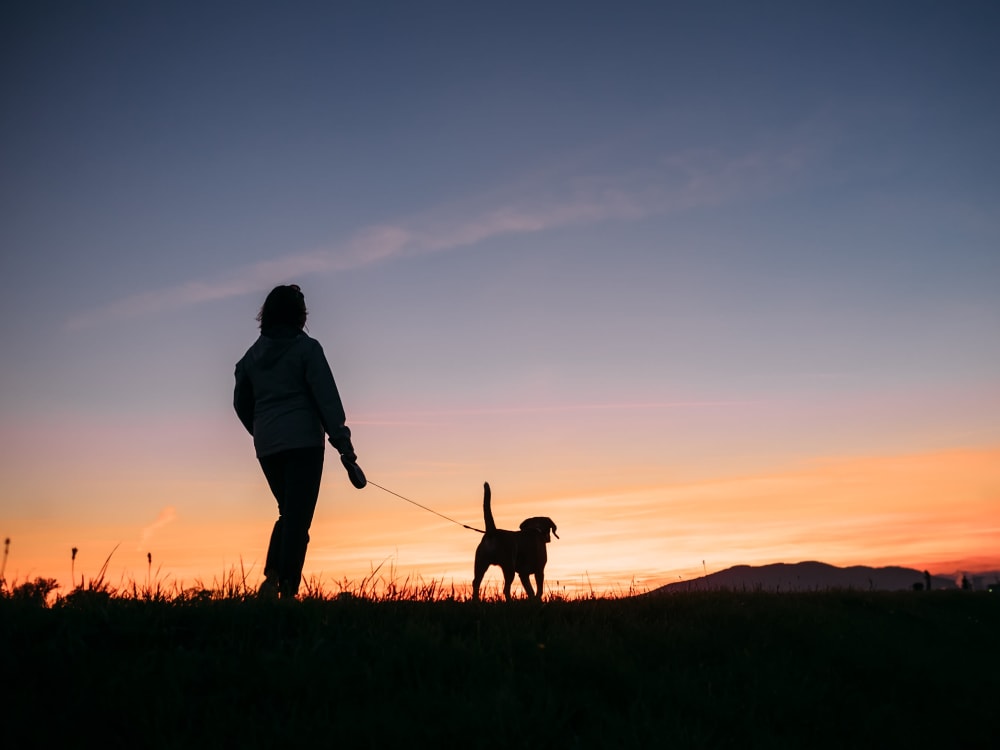 Resident walking her dog at sunset near our 285 Woodland community at Mission Rock at San Rafael in San Rafael, California