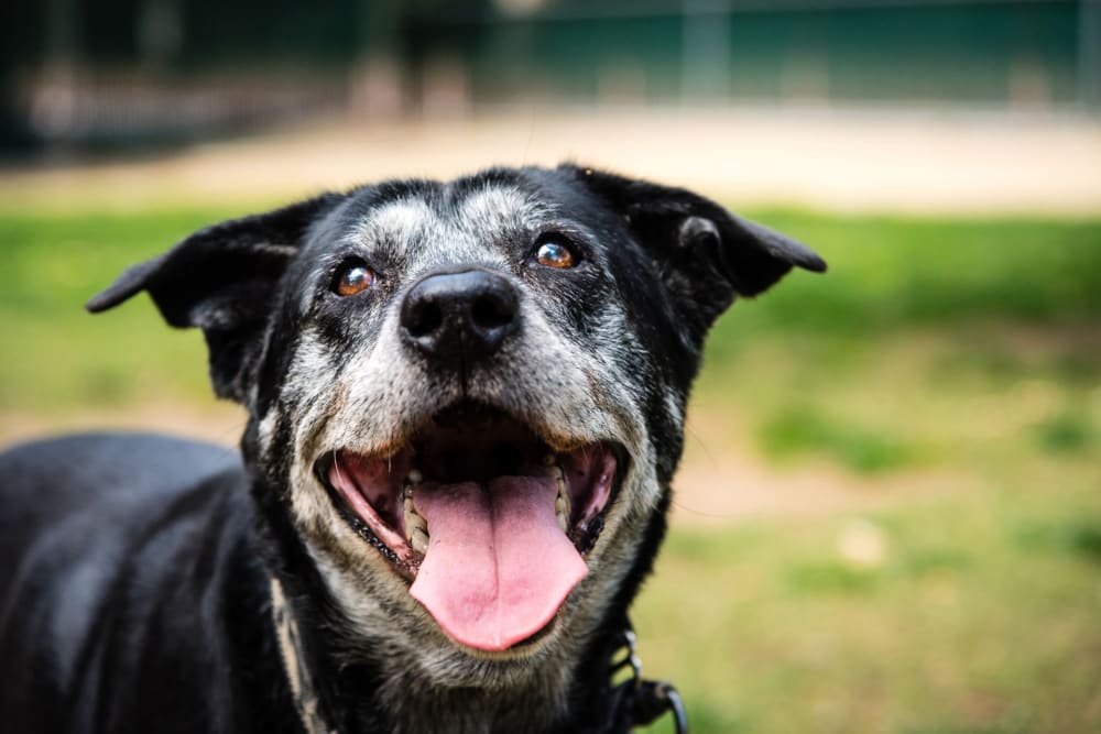 A happy dog at Raintree Terrace in Knoxville, Tennessee.