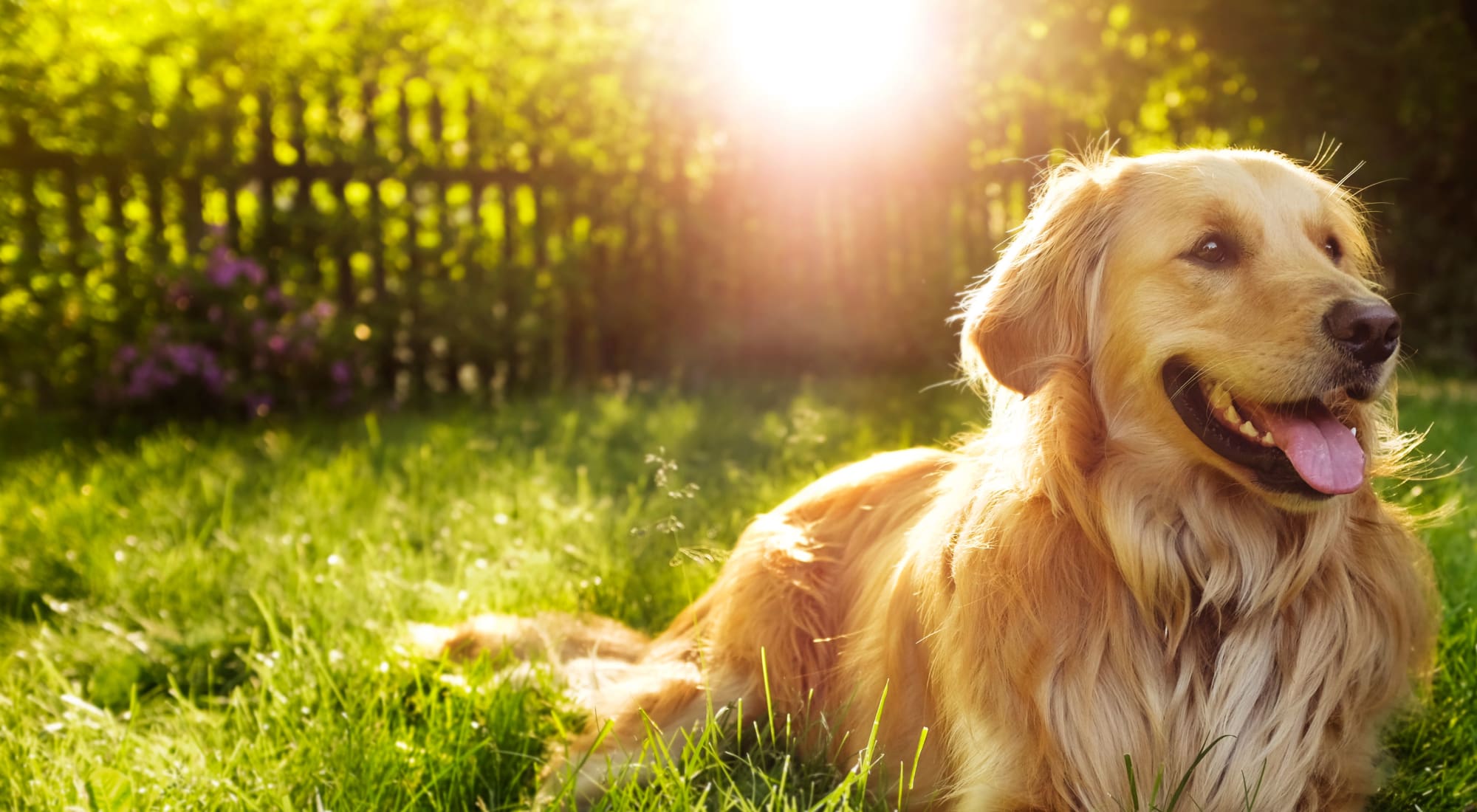 Dog in Field