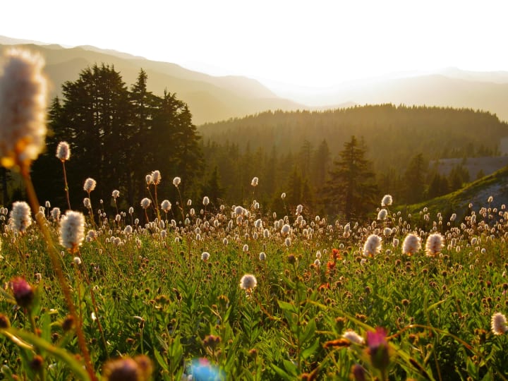 Wildflower meadow with sunset in the background