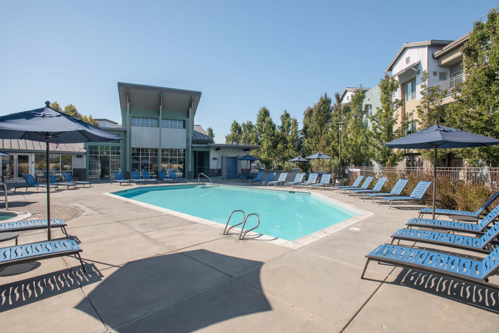 Beautiful swimming pool with lots of lounge chairs at Azure Apartment Homes in Petaluma, California