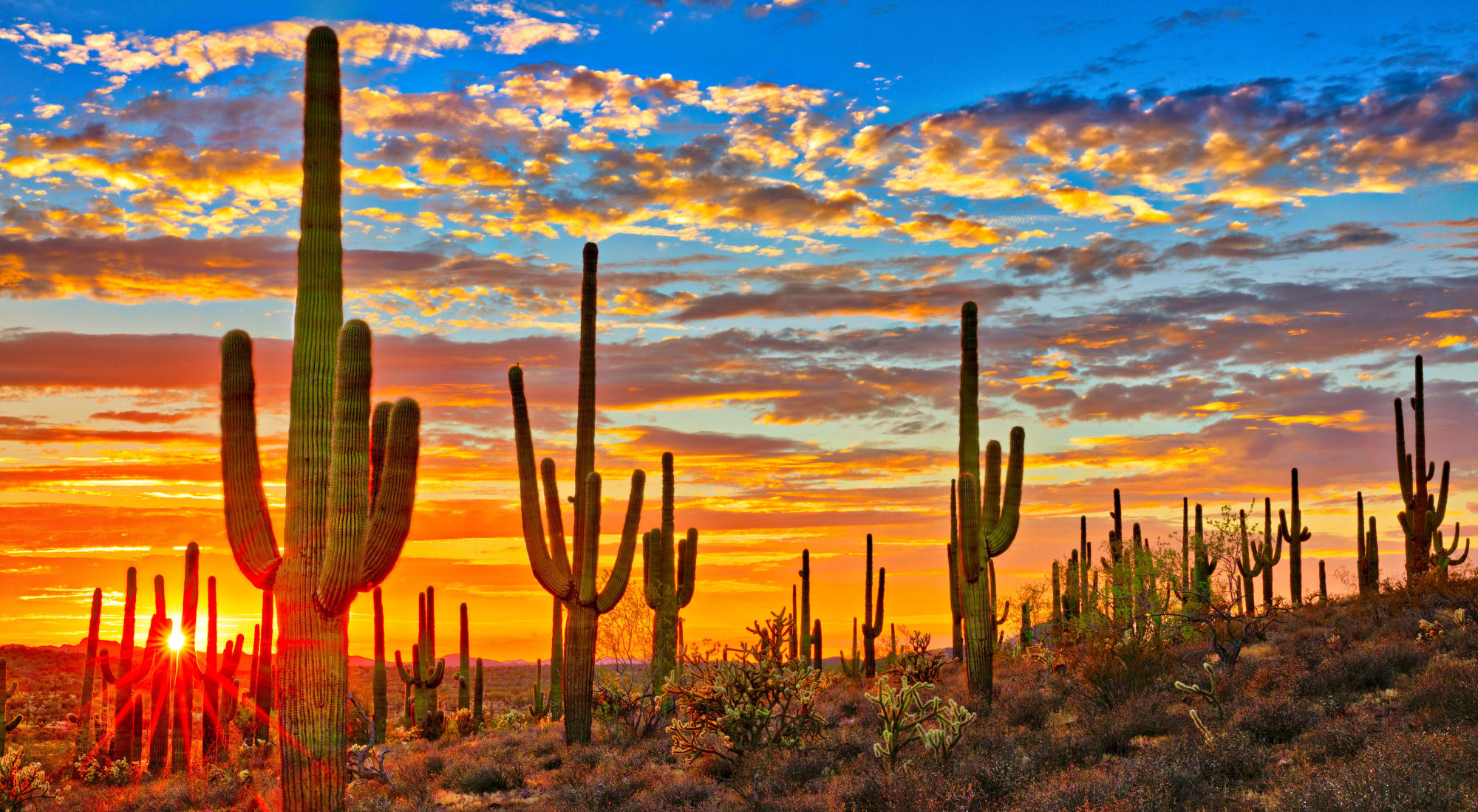 Contact us at Mesa Del Oso in Albuquerque, New Mexico