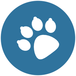 Link to pet policy at Artistry at Craig Ranch in McKinney, Texas