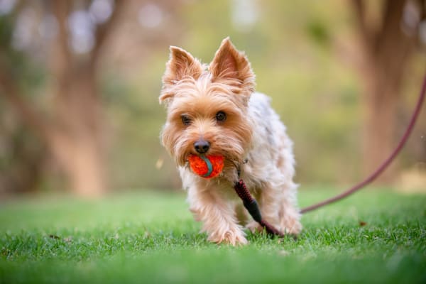 Pet friendly apartments at Lincoln Glen