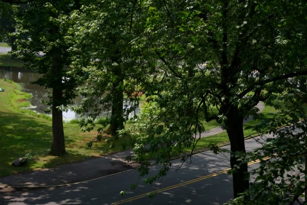 Beautiful wooded park setting at Linden Arms