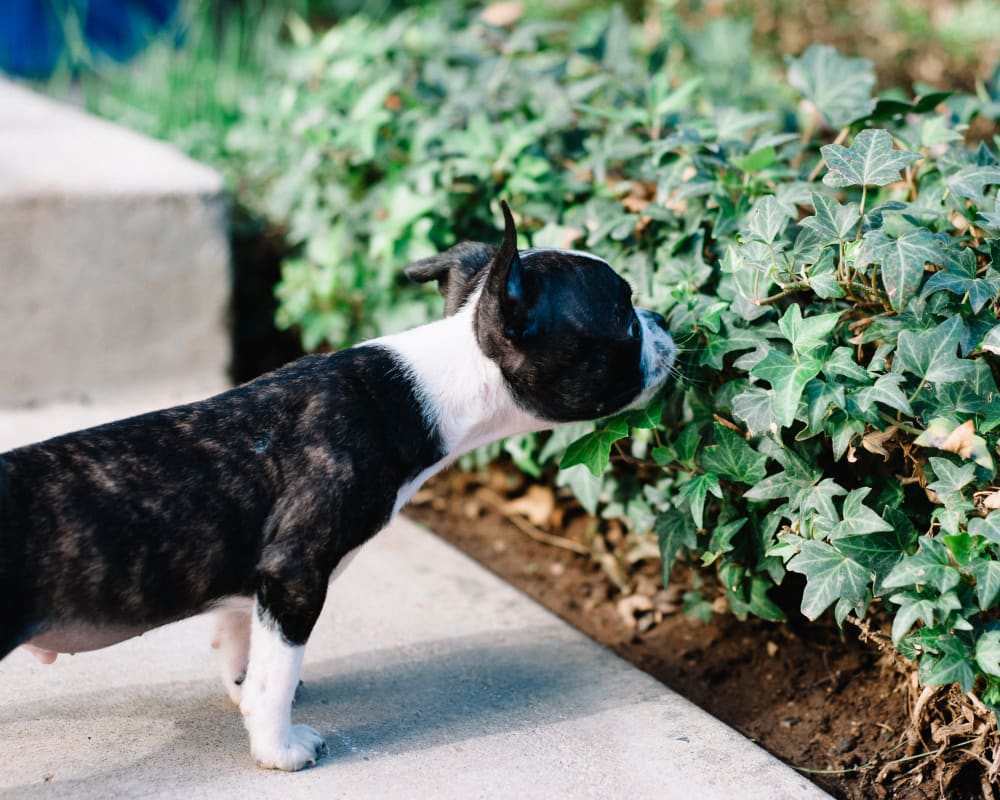 Resident dog stopping to smell some plants at Sofi Poway in Poway, California