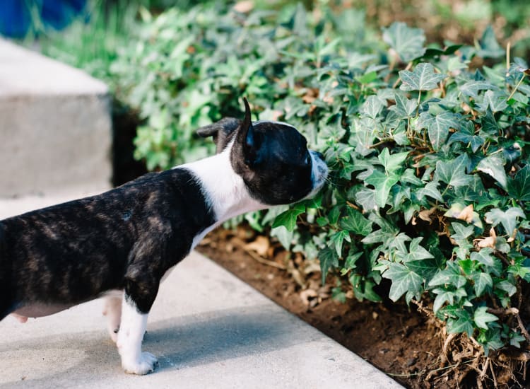 Resident puppy smelling some ivy at Sofi Lake Oswego in Lake Oswego, Oregon