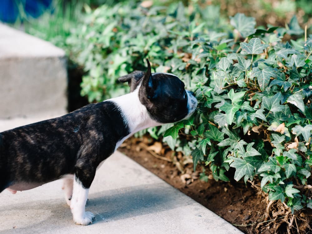 Resident pup sniffing the ivy at Haven Apartment Homes in Kent, Washington