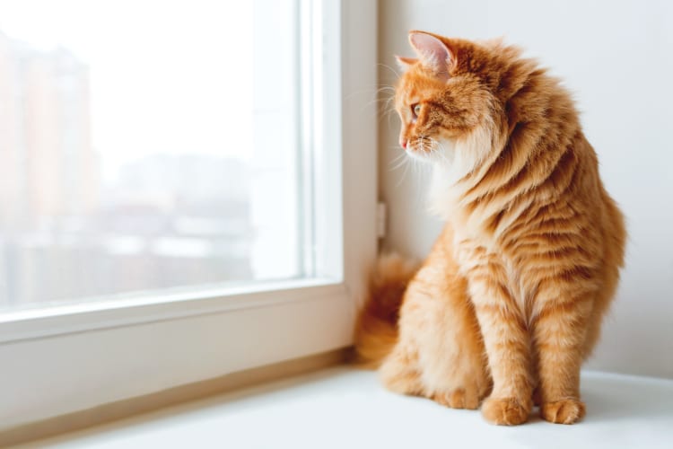 Happy cat looking out the window of her new home at Verse Seattle in Seattle, Washington