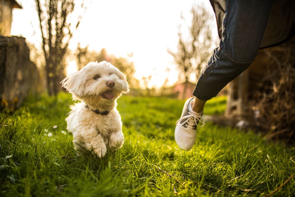 Dog running in the field at The Royal Athena in Bala Cynwyd, Pennsylvania