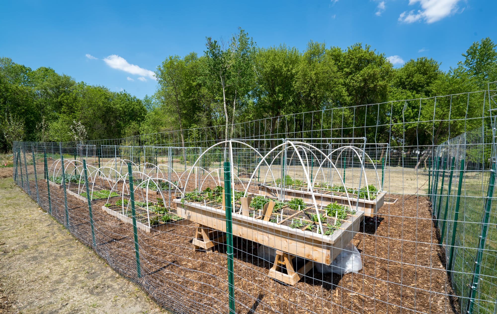 Awesome community garden at Berkshire Central in Blaine, Minnesota