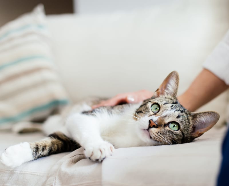 Resident petting her cat in their new home at Signal Pointe Apartment Homes in Winter Park, Florida