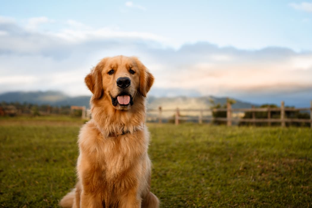 Happy golden retriever in Tulsa, Oklahoma near Cedar Glade Apartments