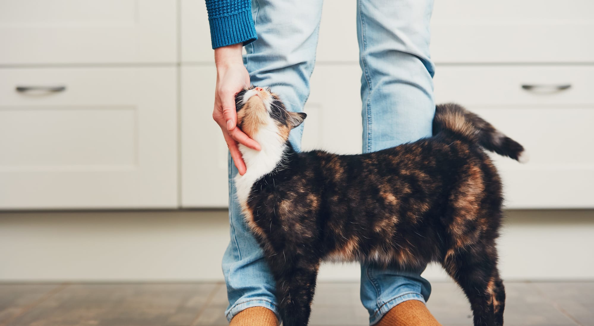 Pet-friendly apartments at The Villages at Meyerland in Houston, Texas