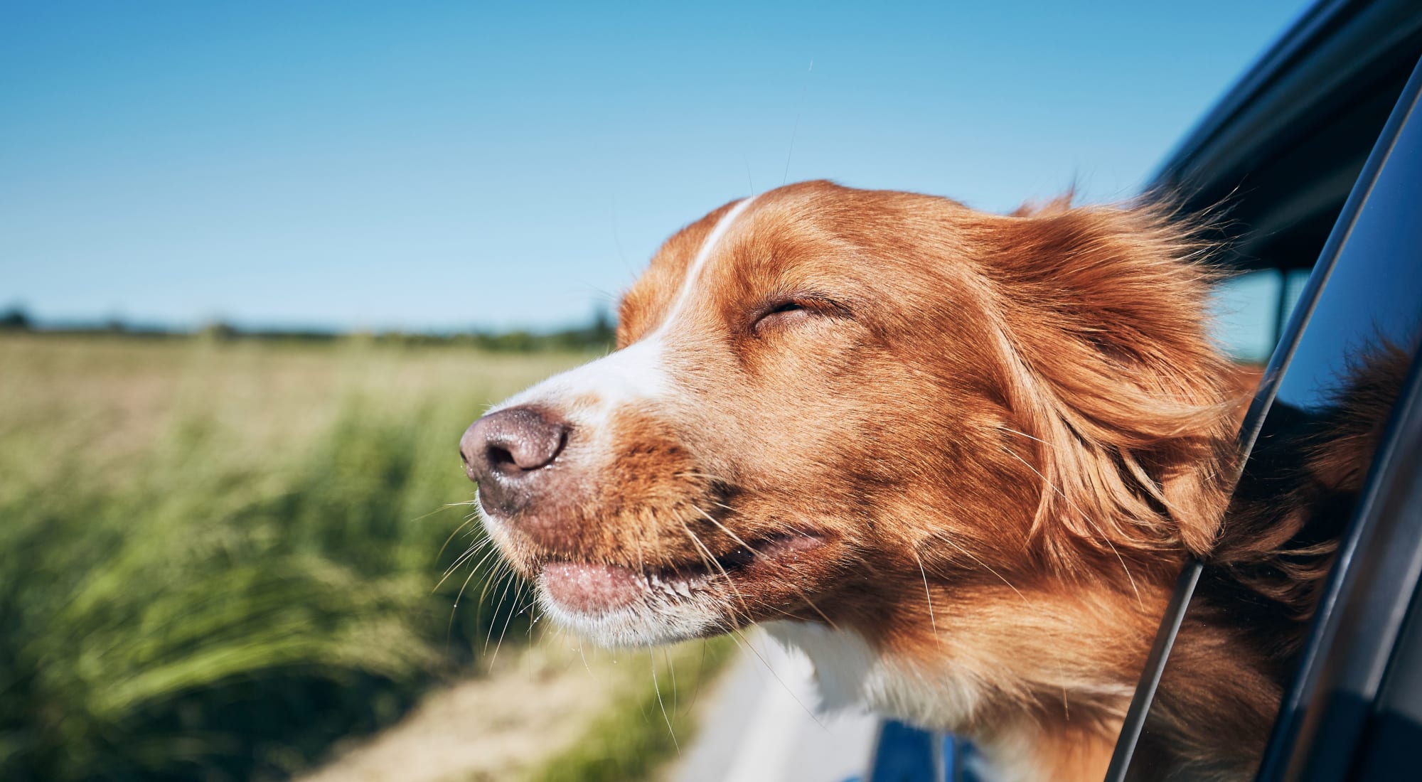 Pet-friendly apartments at Bellingham Apartment Homes in Marietta, Georgia