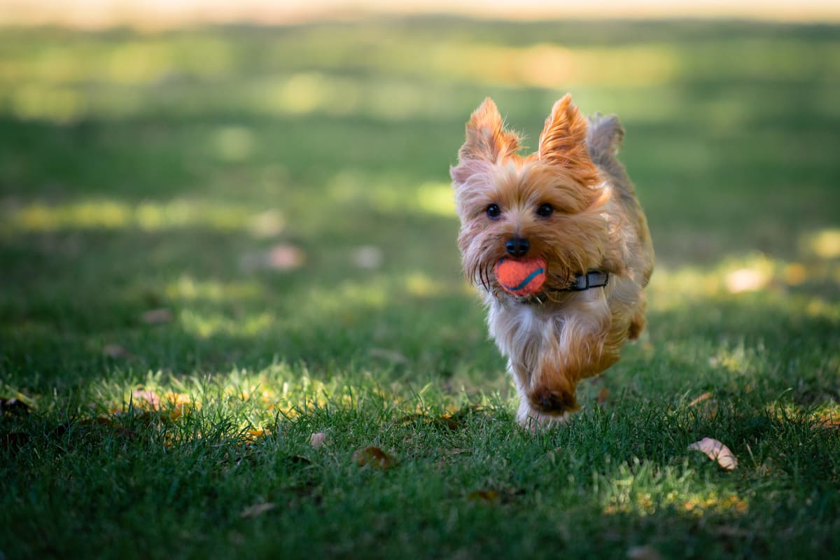 A dog running with a toy at Fox and Hounds Apartments in Columbus, Ohio
