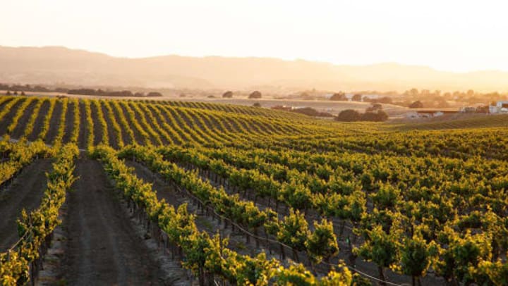 Vineyard with a mountainous background at sunset.