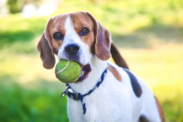 A happy dog retrieves a tennis ball for its owner near Stone Lake Apartments in Grand Prairie