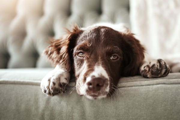 Cute dog at Halcyon House in Denver, Colorado