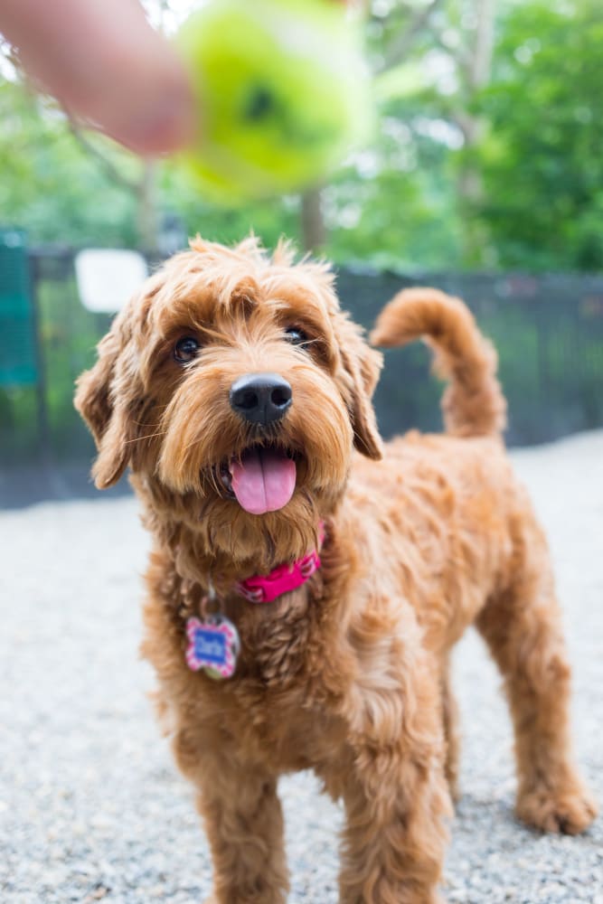 A dog at a dog park near Georgetowne Woods in Gastonia, North Carolina