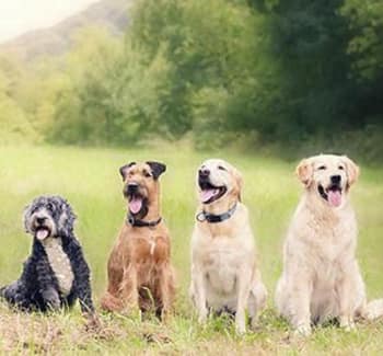 Group of good dogs at Parkview Animal Hospital