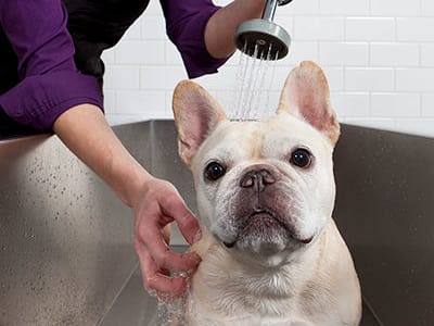 Dog washing station at City Centre Ithaca in Ithaca, New York
