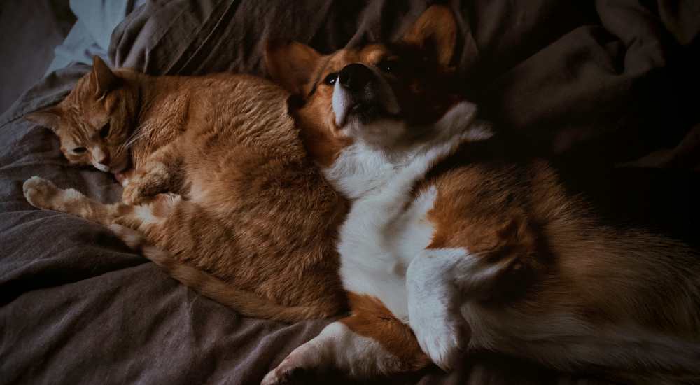 Dogs laying down in a dag park at Sutton in Austin, Texas