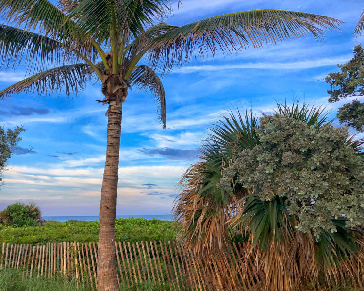 Palm trees near Verse at Royal Palm Beach in Royal Palm Beach, Florida