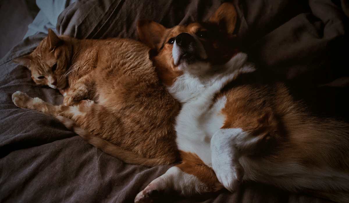 Dog and cat lying on a bed at The Walton in Sanford, Florida