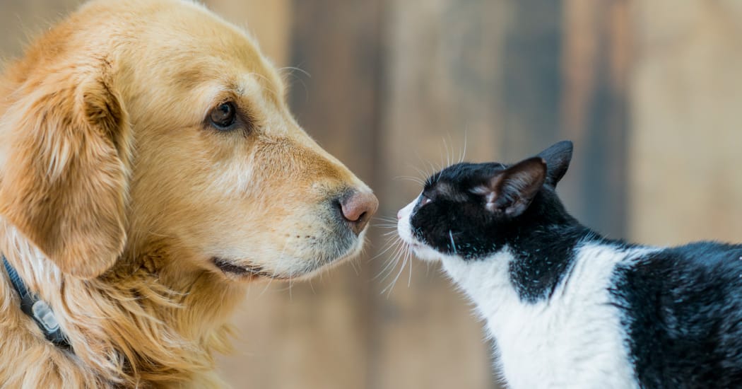 Dog and cat in their new home at IMT Sherman Circle in Van Nuys, CA
