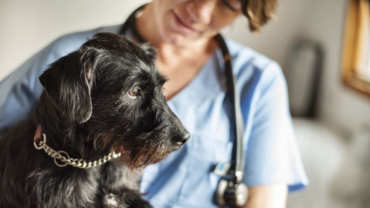 A female vet examining a black dog | animal clinics near Odessa 