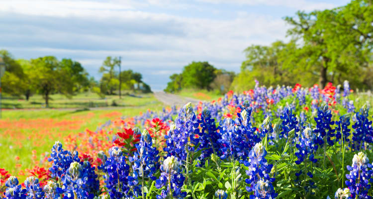 Wildflowers growing near The Landing at Mansfield in Mansfield, Texas