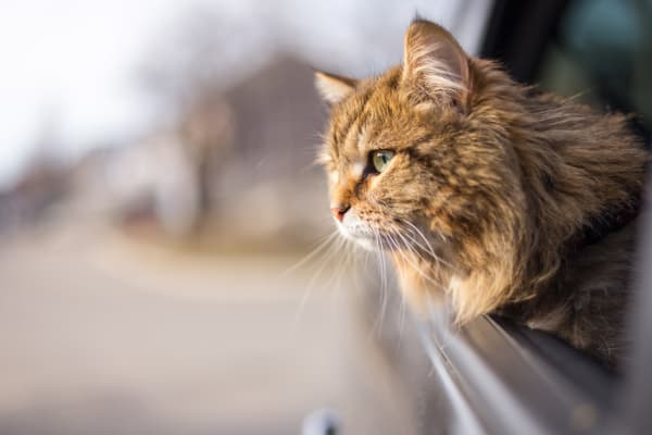 Happy cat on its way home at The Sterling in Gilbert, Arizona