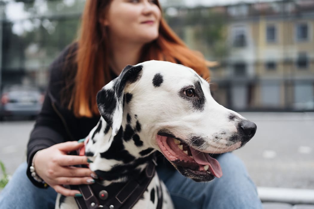 Dalmation at Willowick Apartments in College Station, Texas