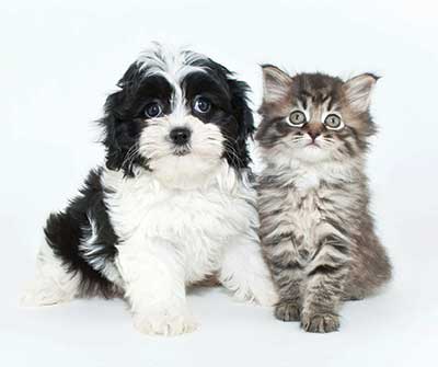 Happy cat and dog at Henrietta Highlands in Henrietta, New York