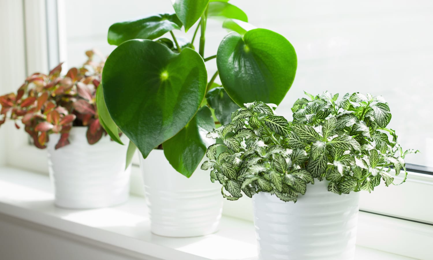 Group of potted plants on window sill at Barnett Woods in Medford, Oregon