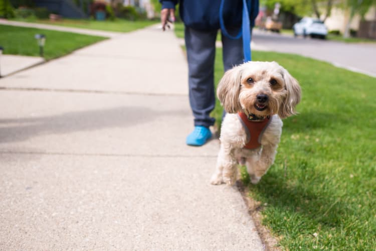 Attivo Trail resident walking their dog