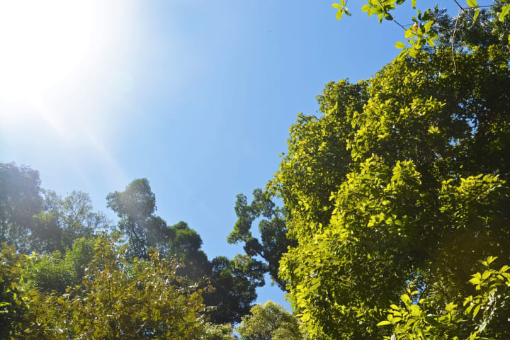 a view of the sun shining in the corner of the photo amongst some green tree branches