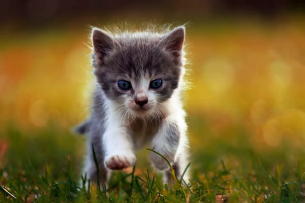 Kitten running through grass at Regatta Bay in Seabrook, Texas